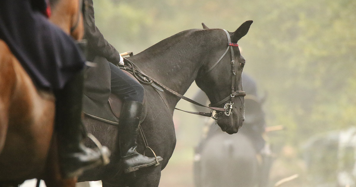 Un cheval longé avec la longe positionnée en gourmette